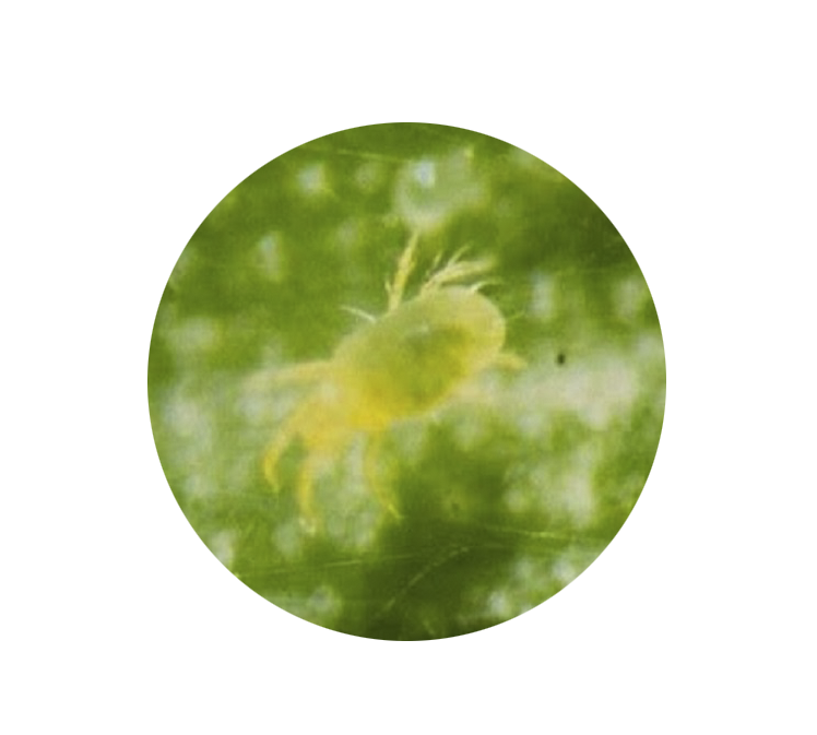 Phyllocoptruta-oleivora3