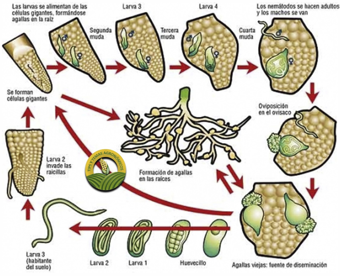 LND: “NEMATODOS” Meloidogyne spp – Novagro-AG | Valor e Innovación al